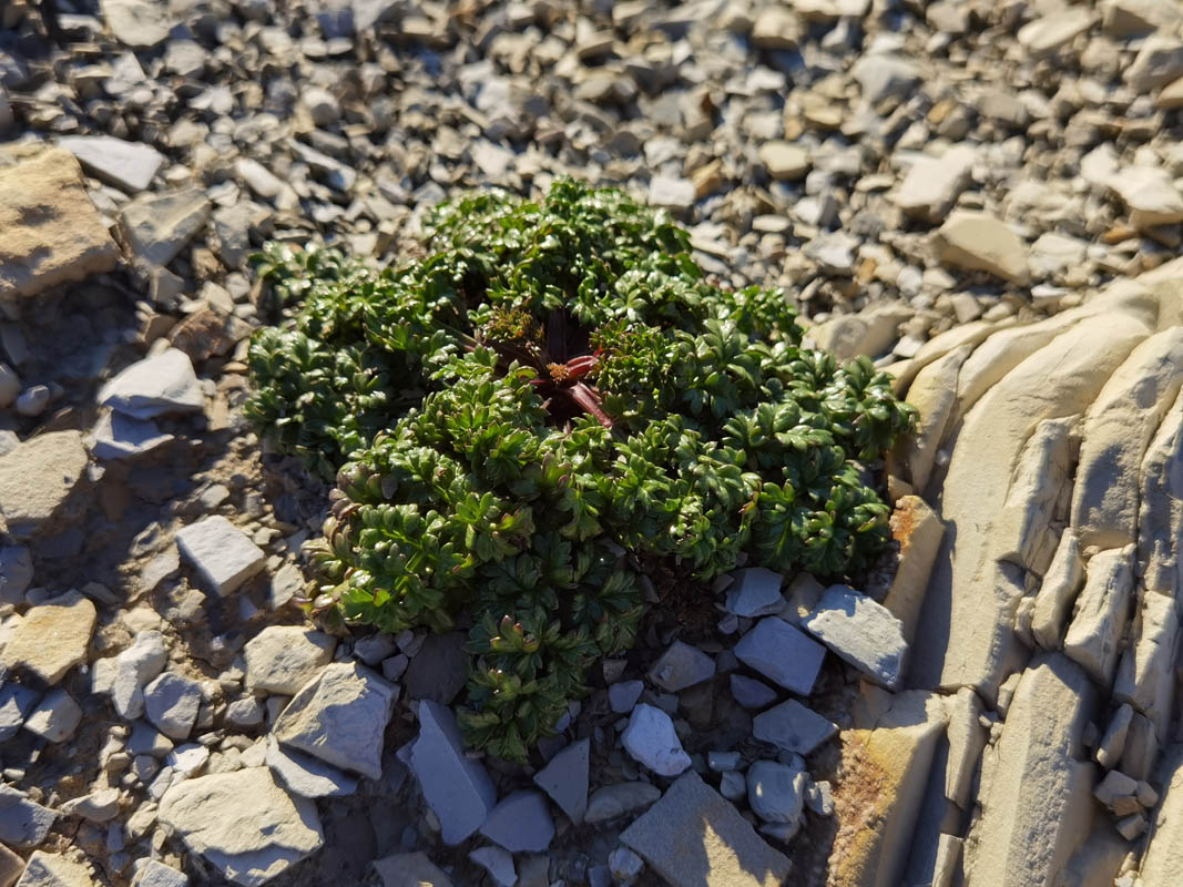 Daucus carota ssp gummifer